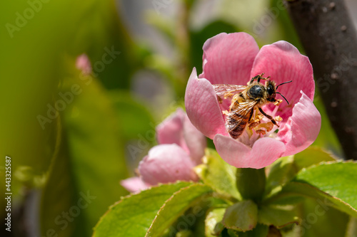 close up of bee on pink flower in the garden in day time with sunny