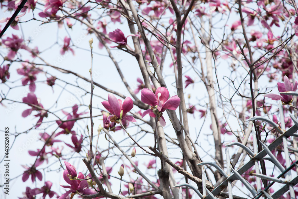 Magnolia flowers in the spring sky Magnolia flowers in the spring sky