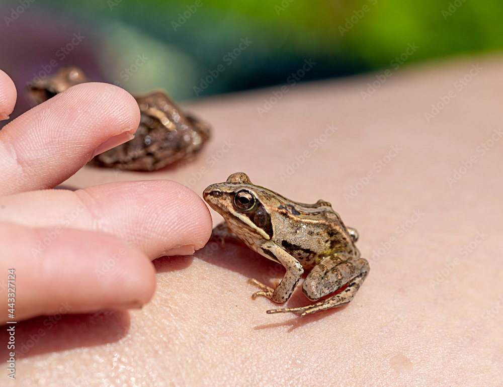 Obraz premium caught wild frog in a human hand, close-up