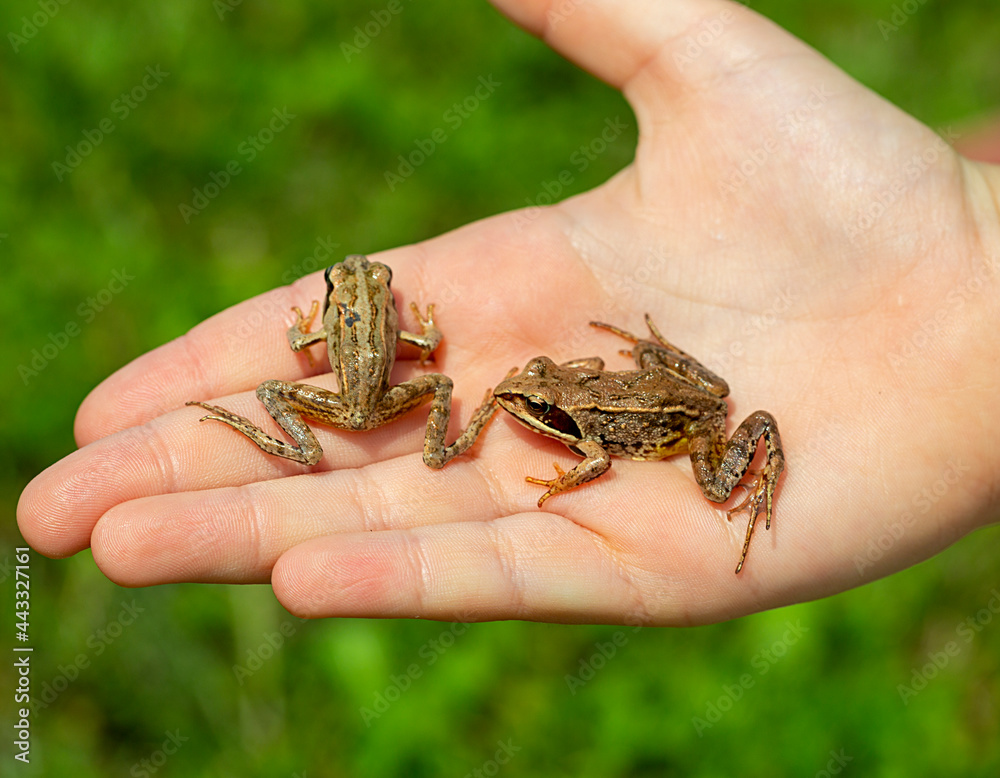 Obraz premium caught wild frog in a human hand, close-up