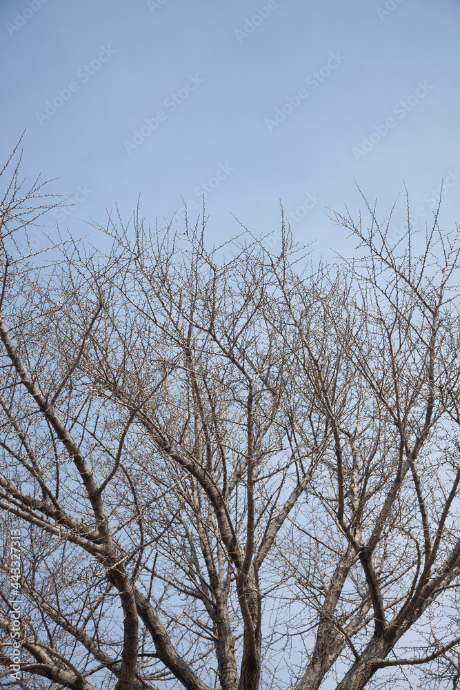 a leafless branch of winter a leafless branch of winter