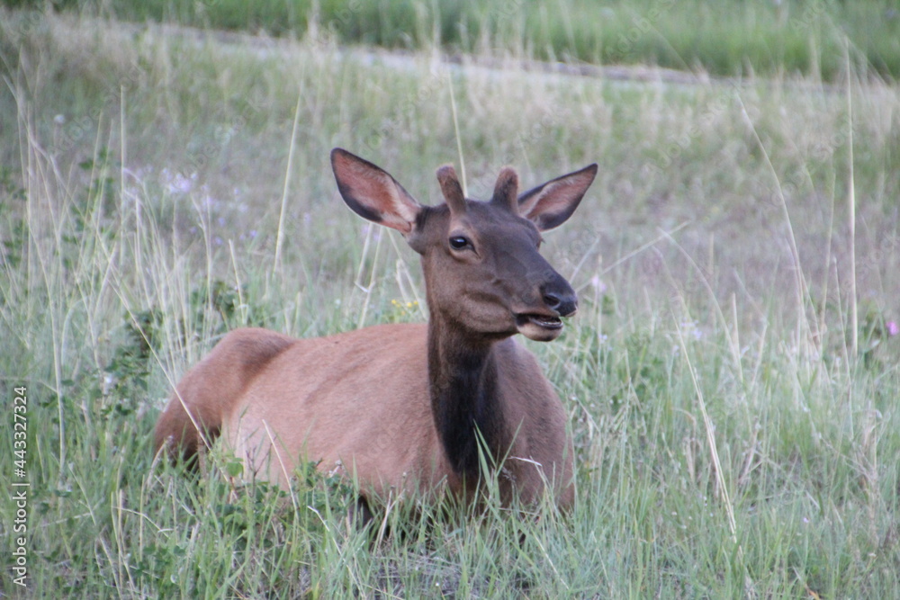 Elk Resting On The Grass, Jasper National Park, Alberta Elk Resting On The Grass, Jasper National Park, Alberta