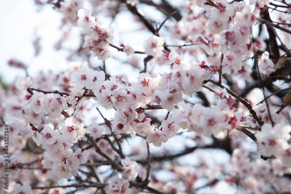 plum blossoms in the spring sky plum blossoms in the spring sky