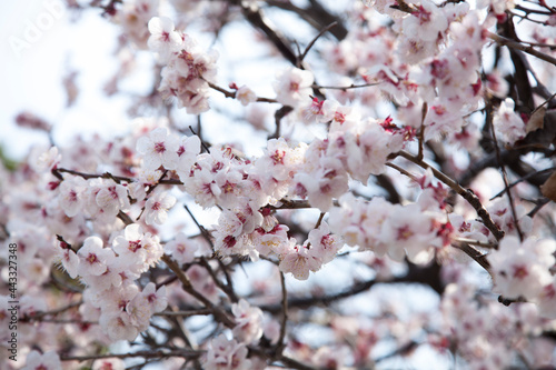 plum blossoms in the spring sky