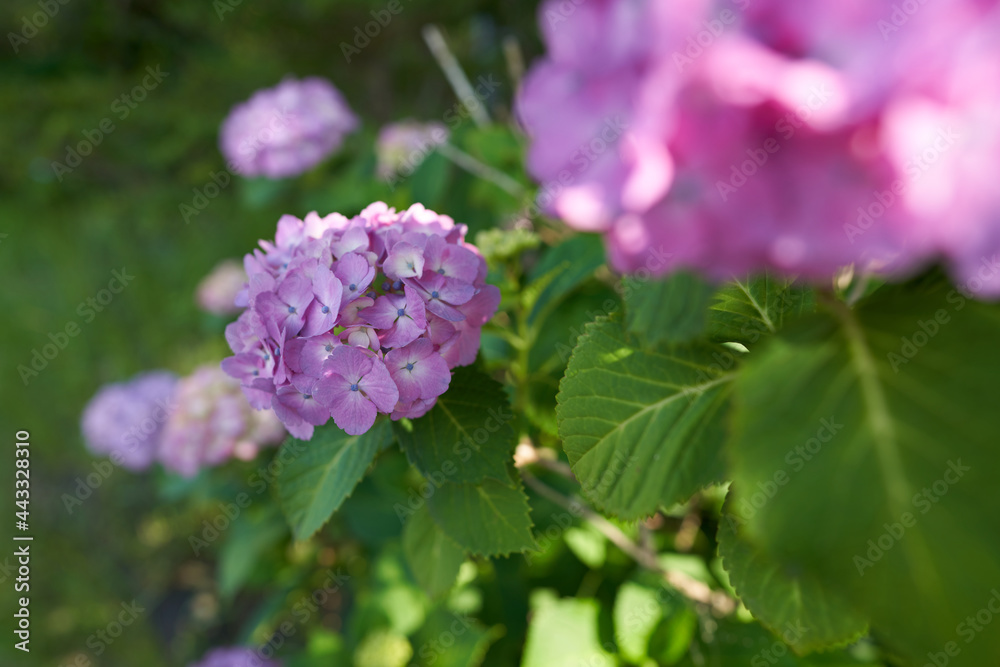 Pink hydrangea that blooms beautifully in the rainy season Pink hydrangea that blooms beautifully in the rainy season