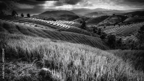 Black And White Beautiful Landscape terraced paddy fields in Pa Pong Pieng, Mae Chaem, Chiang Mai, Thailand	
