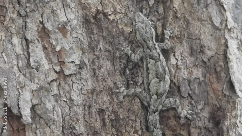Lizard in tree waiting for pray . Lizard in tree waiting for pray .