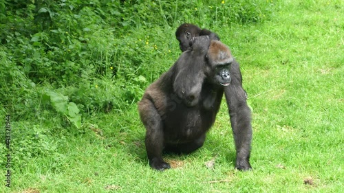Mother gorilla pulls her baby onto her back on a grassy area