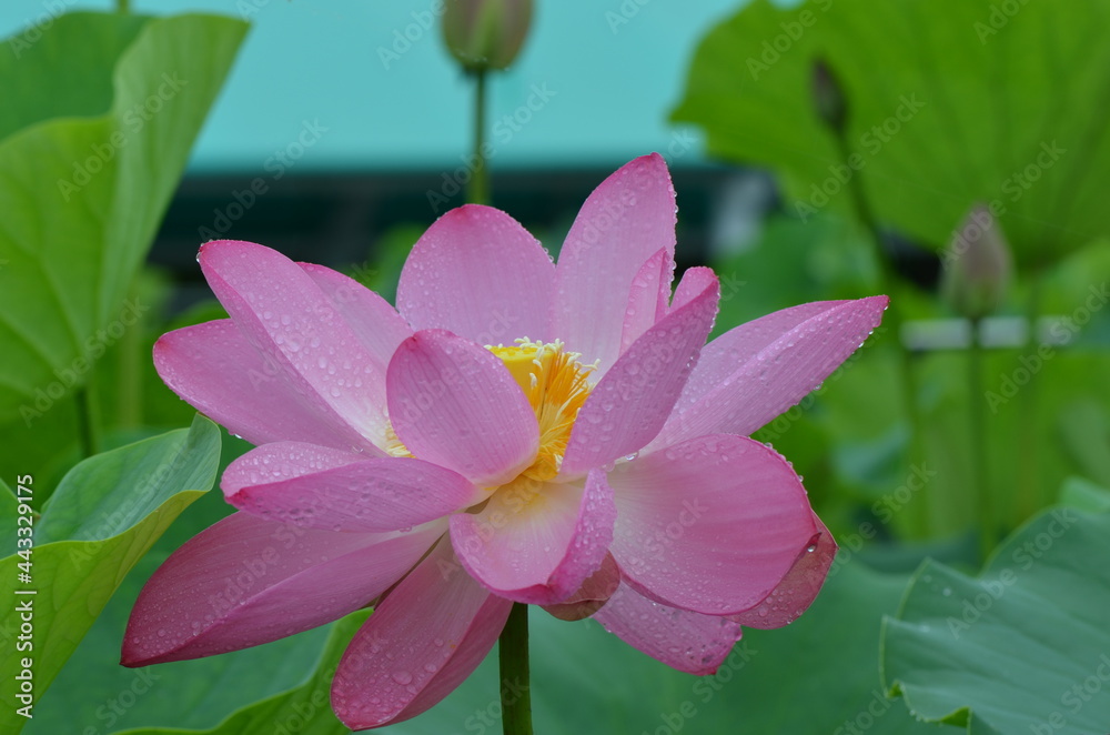 Lotus in bloom on a rainy morning Lotus in bloom on a rainy morning