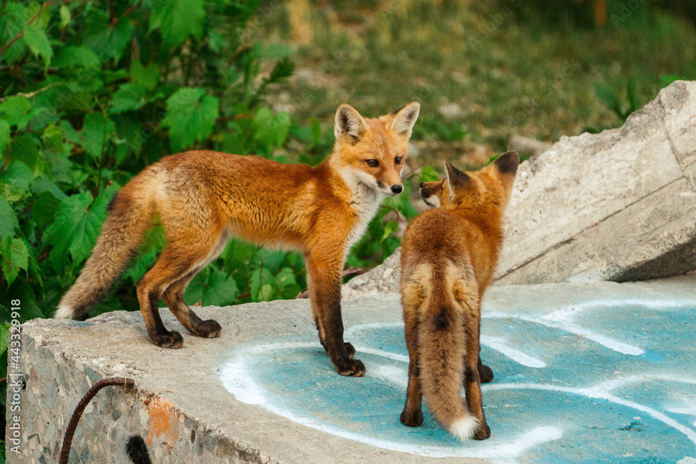 Naklejka premium Baby foxes