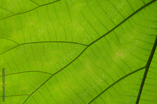 green cell structure texture of nature leaf background