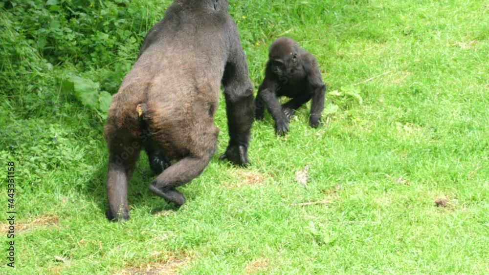 Mother gorilla goes to get a her baby who runs away from her Mother gorilla goes to get a her baby who runs away from her