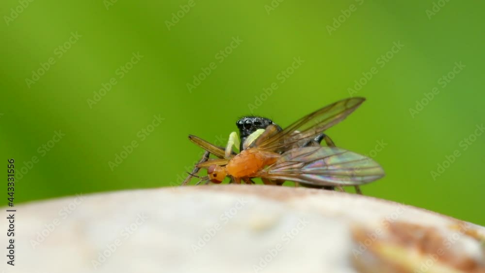 Predator and Prey - Copper Sun Jumper or Copper Sun-jumper, Jumping Spider, Heliophanus cupreus