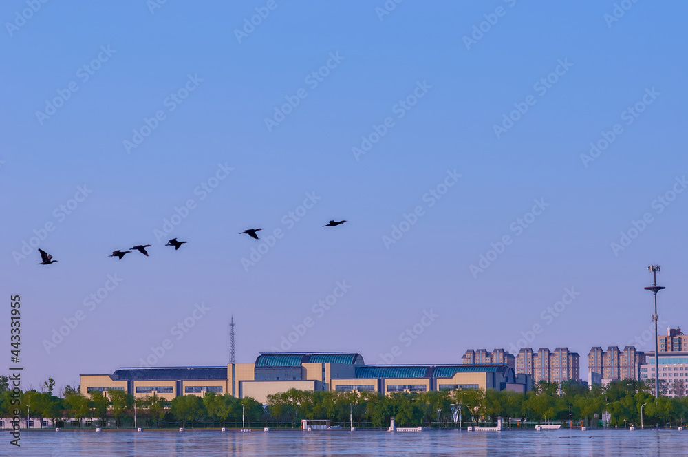 Summer view from the embankment of Blagoveshchensk during the flood period. Early morning. A flock of birds over the river. Building on the Chinese coast. Closed borders during a pandemic.