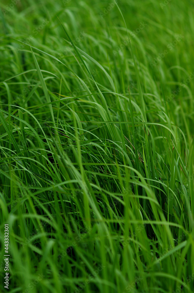 green grass in the wind