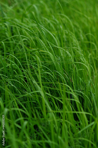 green grass in the wind