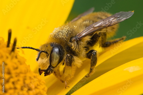 leafcutter bee covered with pollen on a yellow flower  photo