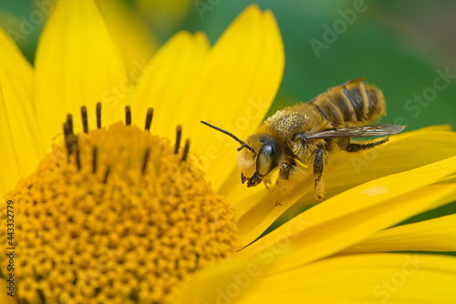 leafcutter bee covered with pollen on a yellow flower  photo
