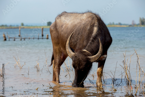 Animal, Animal Wildlife, Domestic Animals, Domestic Water Buffalo, Hoofed Mammal photo