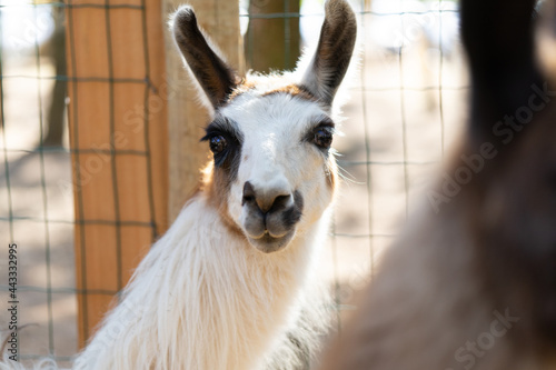 White llama on the farm, staring at the camera. © Julio