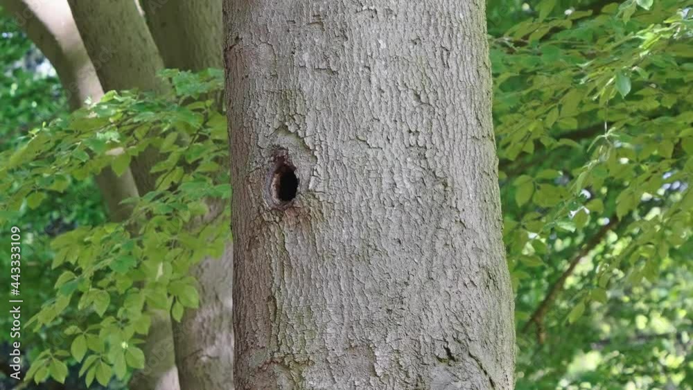 Great Tit (Parus Major) Comes To Hole In Tree Trunk At Wild Forest. - Static Shot Great Tit (Parus Major) Comes To Hole In Tree Trunk At Wild Forest. - Static Shot