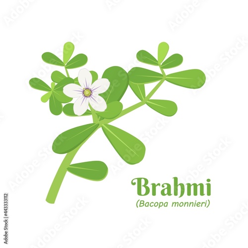 Vector illustration, Brahmi (Bacopa monnieri) is one of the medicinal plants in Ayurvedic medicine. photo