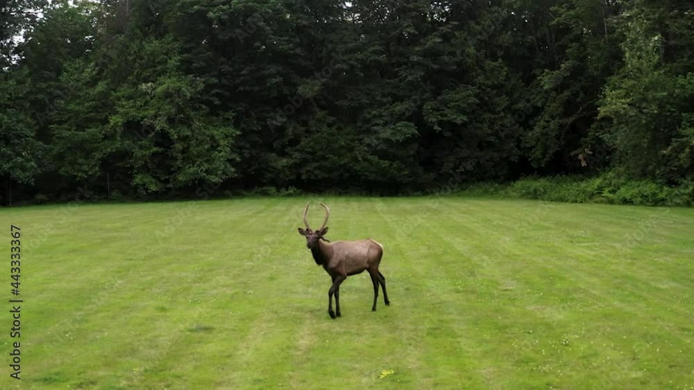 Bull Elk Bugles Walking On Lush Meadows On Natural Habitat. - Tracking Shot