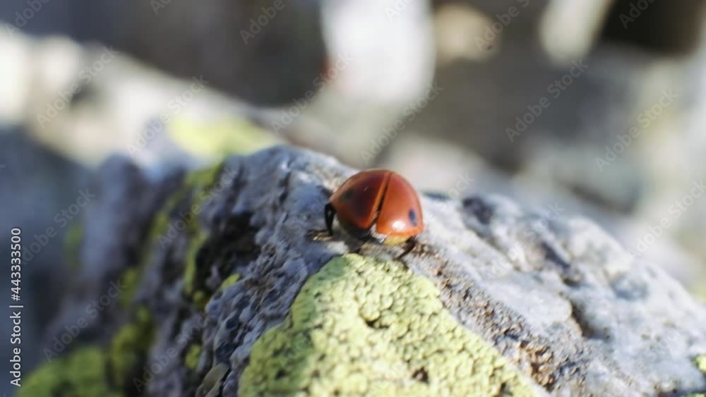 Ladybug walking on the rock. slow motion. 4K. Ladybug walking on the rock. slow motion. 4K.