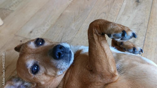 cute and anxious brown dog waiting for her next tummy tickle photo