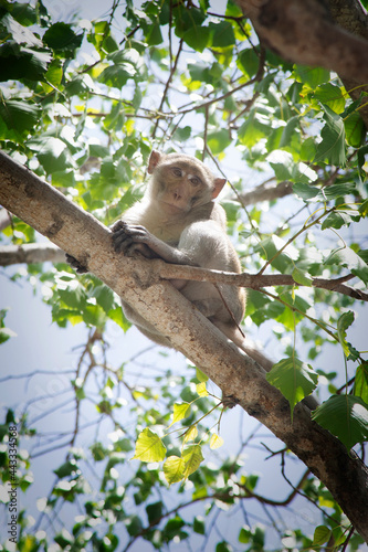 Monkey sitting on a branch in tropical forest looking down to the ground.