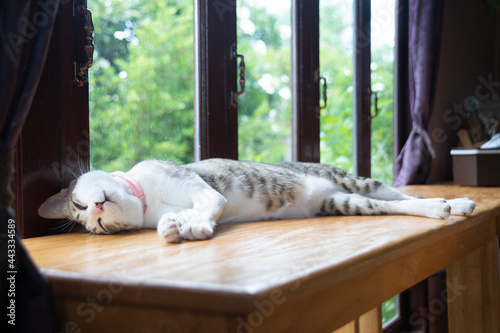 Cat sleeping  on wooden counter beside windows in room.