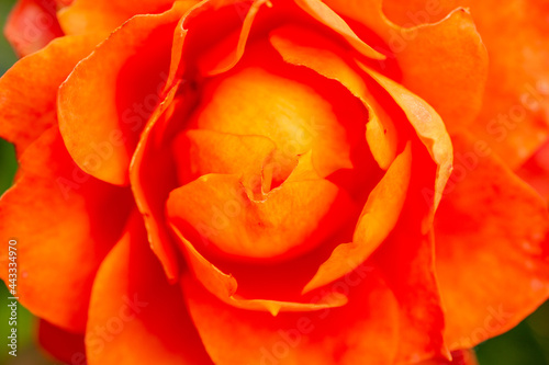 Orange color flower of rose  Rosa  in Japan