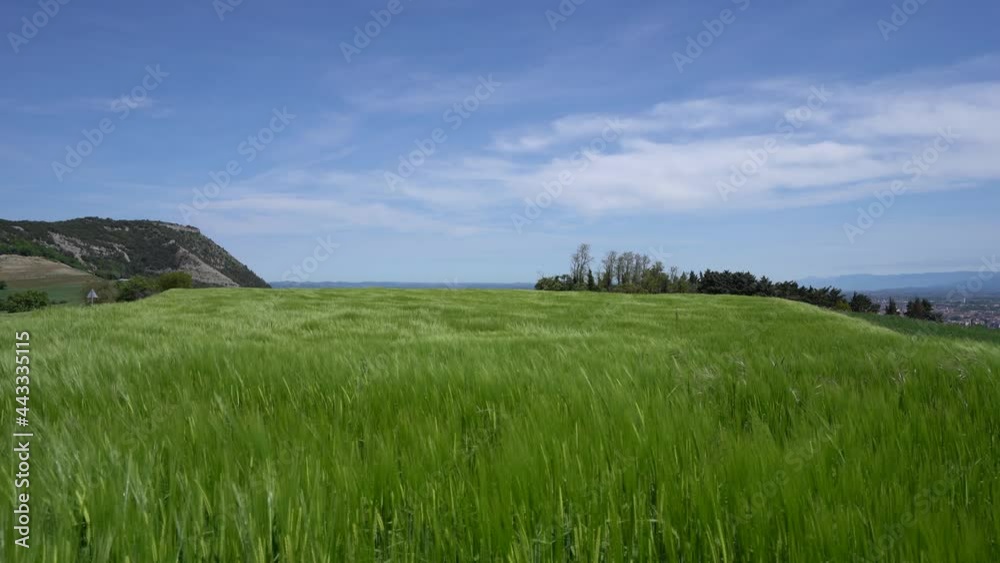 Barley field swaying in the wind, blue sky with hill range in the background Barley field swaying in the wind, blue sky with hill range in the background