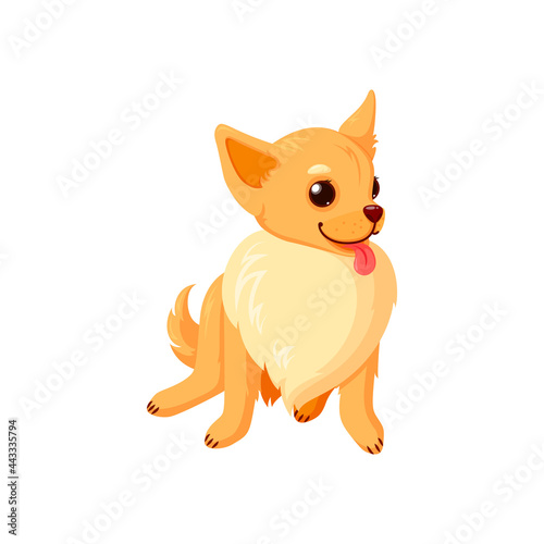 Sitting chihuahua pet with tongue. Purebreed dog companion isolated in white background. Vector illustration in cute cartoon style