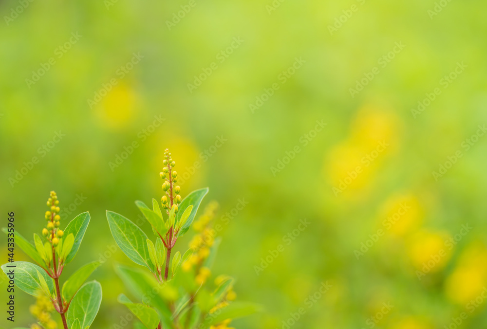 Closeup of nature view young yellow flower on blurred greenery background under sunlight with bokeh using as background natural plants landscape, ecology wallpaper or cover page concept.
