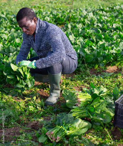 African American farmer hand harvesting ripe spinach cultivars on farm plantation