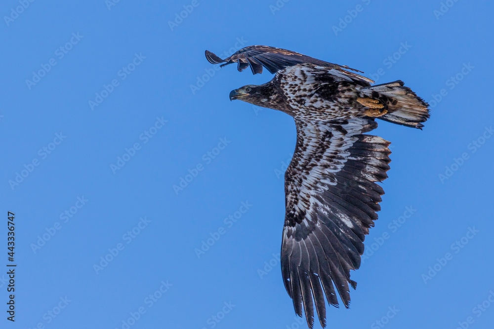 Fototapeta premium Zone tailed hawk flying
