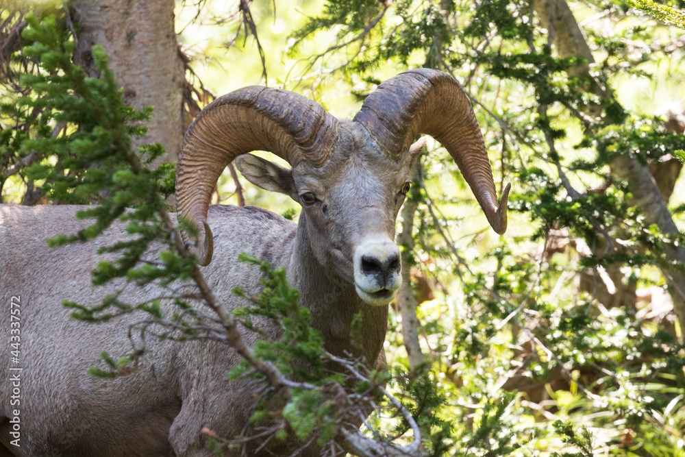 Mountain goat in the wilderness