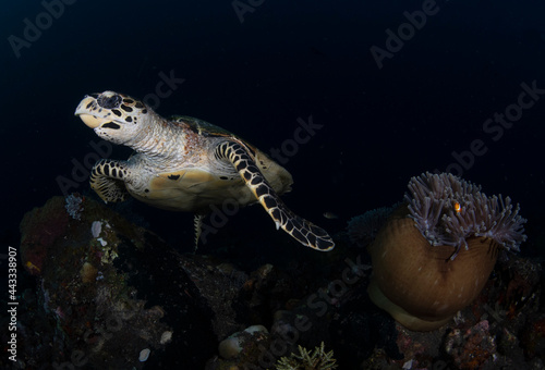 Hawksbill Turtle - Eretmochelys imbricata is swimming in a coral reef. Underwater world of Bali  Indonesia.