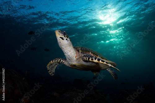 Hawksbill Turtle - Eretmochelys imbricata is swimming in a coral reef. Underwater world of Bali, Indonesia. © diveivanov