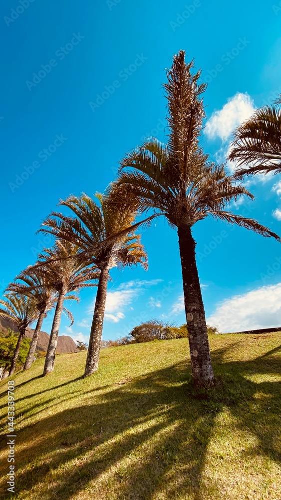 Fototapeta premium palm tree on the beach