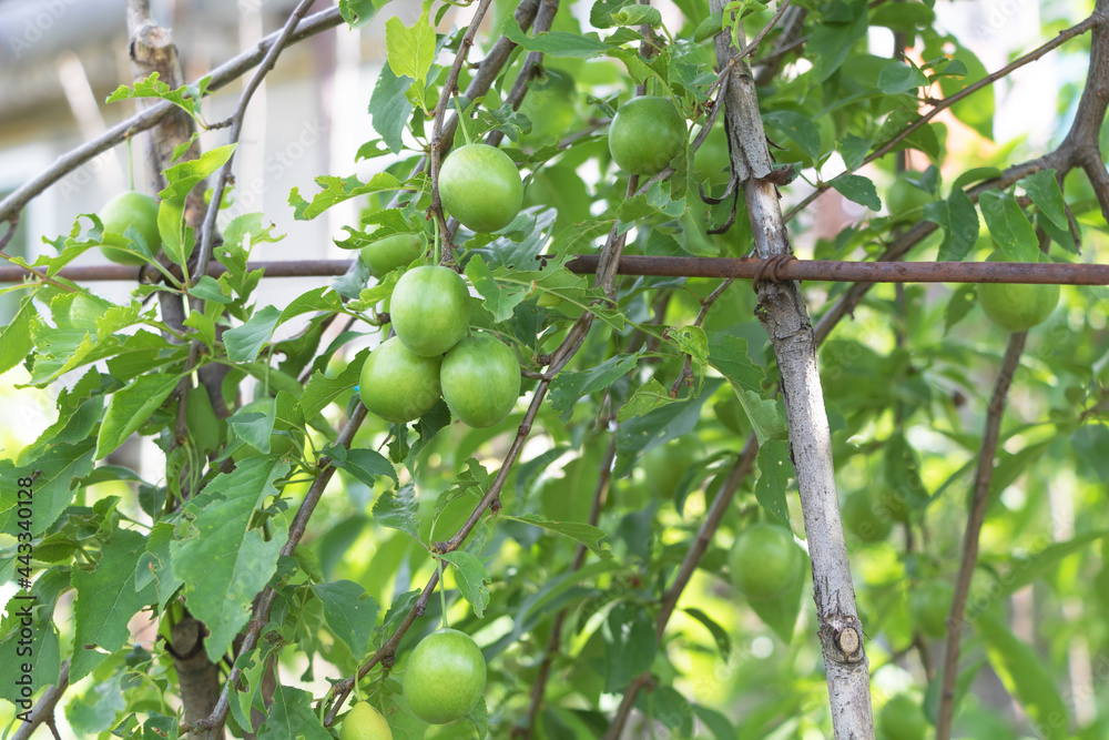 Selective focus of Mirabelle tree with green fruits in the garden Selective focus of Mirabelle tree with green fruits in the garden