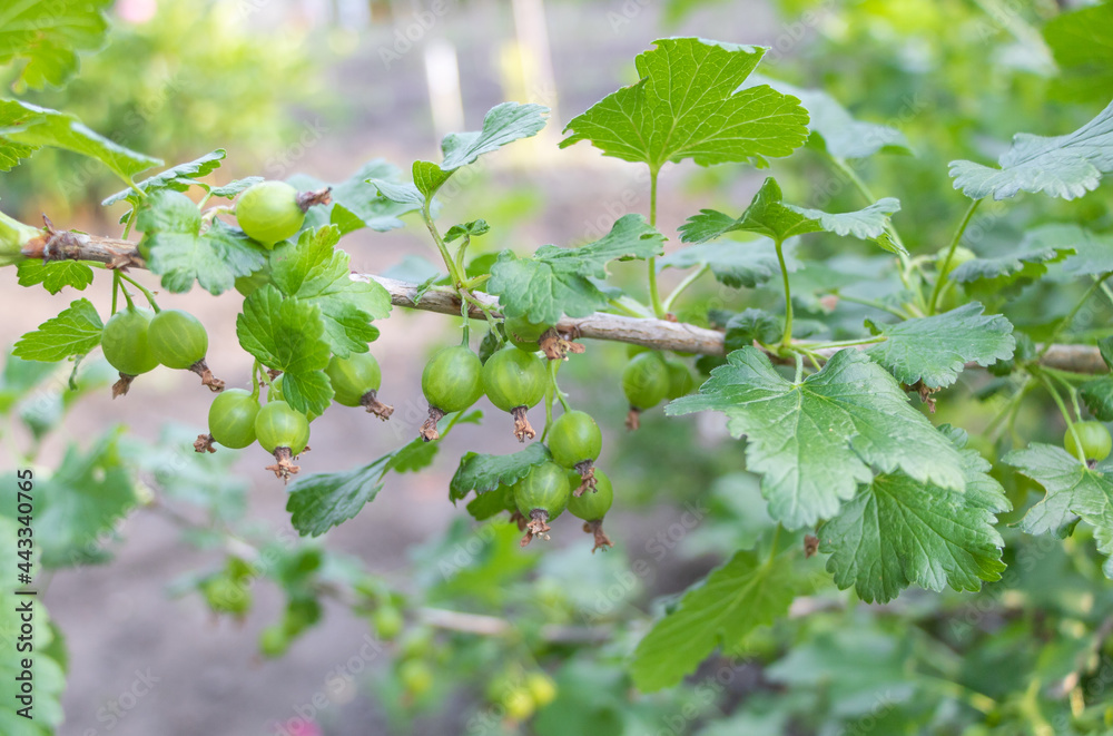 Selective shot of green gooseberries on a branch