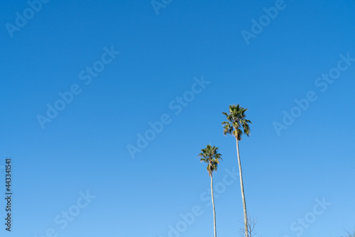 Tall fan palm trees against blue sky photo