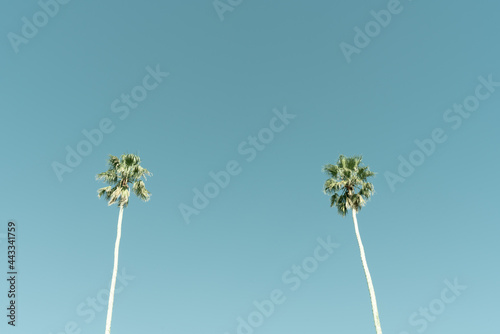 Tall fan palm trees against blue sky
