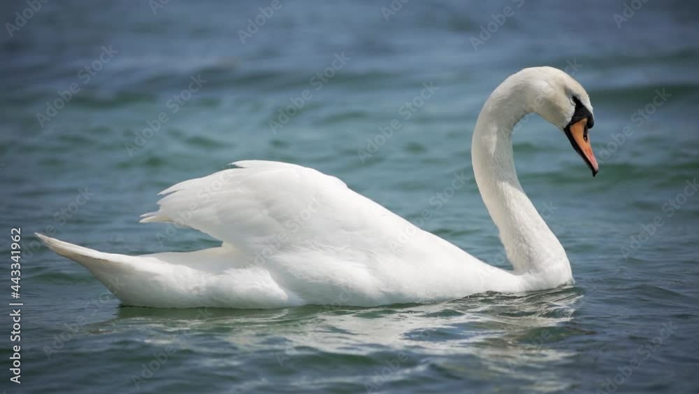 Close-up of a white swan floats on the water. A beautiful wild animal, a noble bird. Slow motion, HD. Close-up of a white swan floats on the water. A beautiful wild animal, a noble bird. Slow motion, HD.