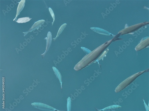 Verschieden grosse Fische im Wasser