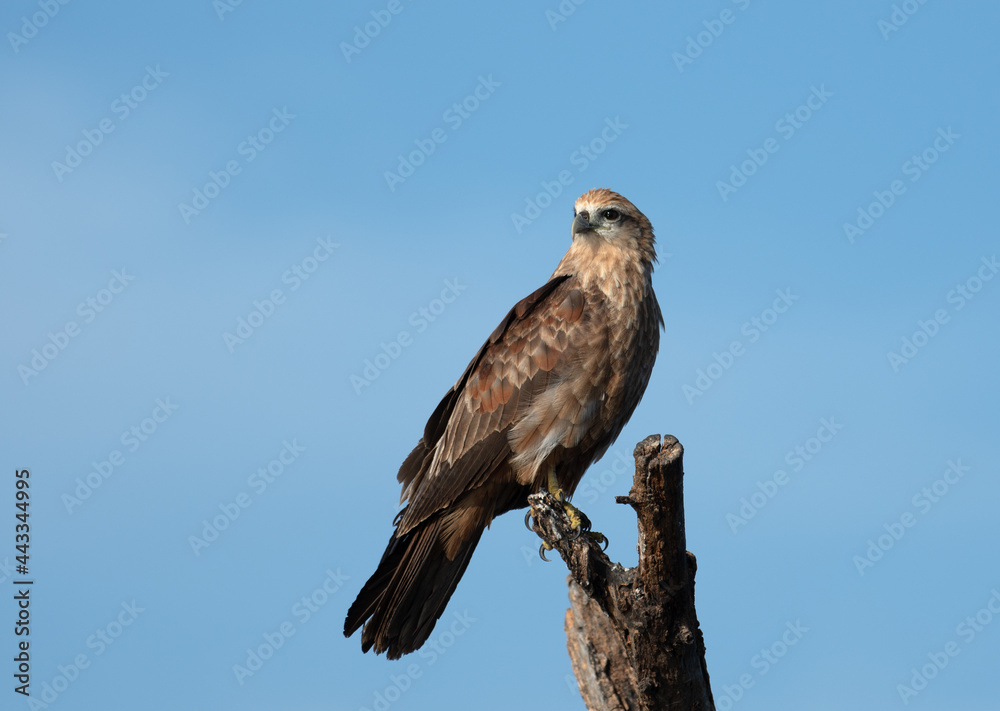 Brahminy Kite perched on a dead tree trunk Brahminy Kite perched on a dead tree trunk