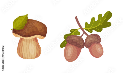 Mushroom with Cap and Acorn Twig as Forest Botany Element Vector Set