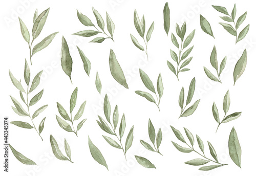 Watercolor greenery olive leaves on a white background. Hand drawn summer botanical illustration. Collection of hand drawn plants.